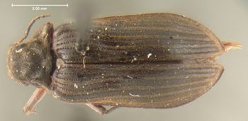 Media type: image;   Entomology 35447 Aspect: habitus dorsal view